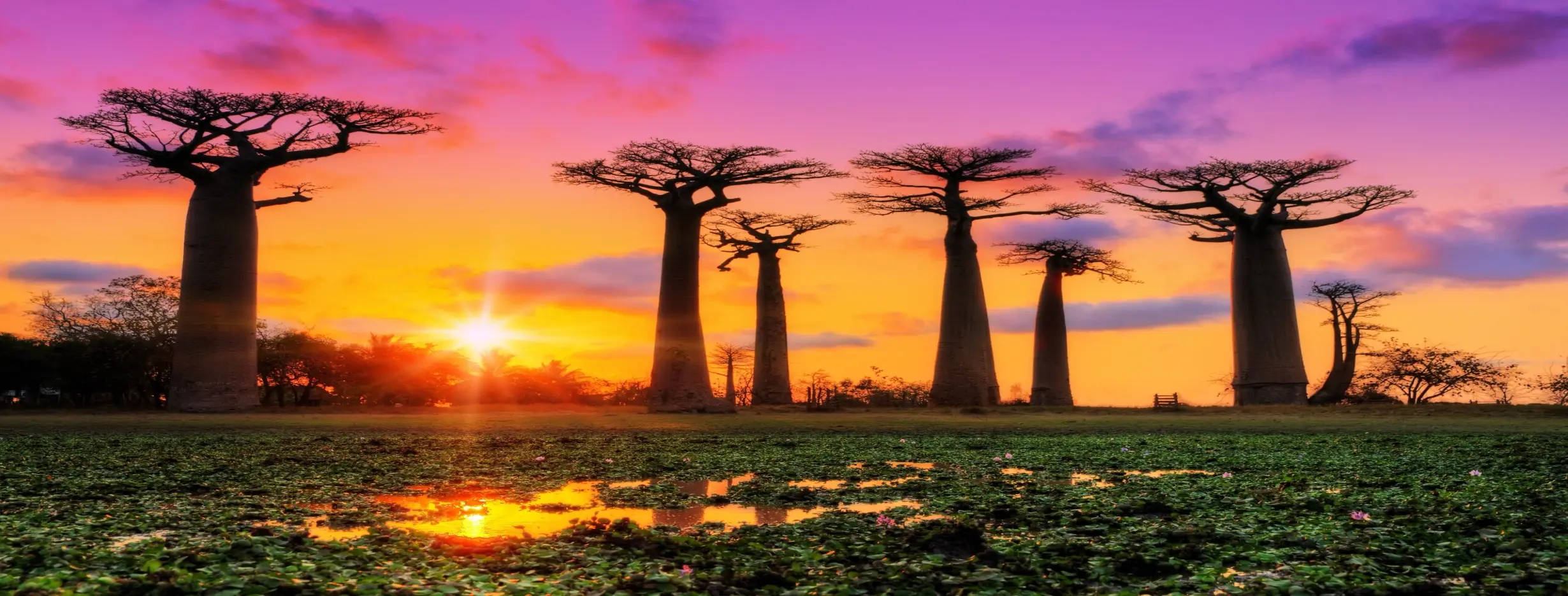 Image for Avenue of the Baobabs